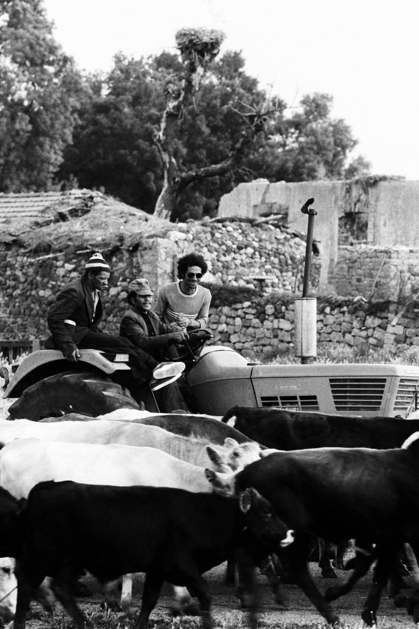 Alain Leloup tirage photographique Travail aux champs Algérie 1979 2018.94.1.45 Photo Collection Mucem  Alain Leloup
