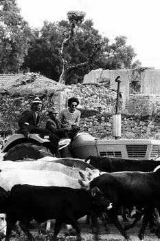 Alain Leloup tirage photographique Travail aux champs Algérie 1979 2018.94.1.45 Photo Collection Mucem  Alain Leloup