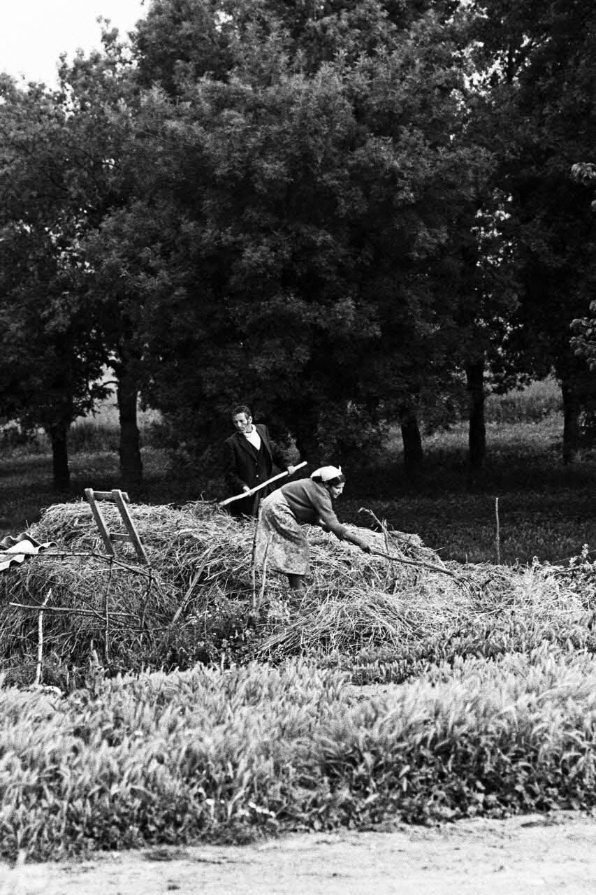 Alain Leloup tirage photographique Travail aux champs Algérie 1979 2018.94.1.46 Photo Collection Mucem  Alain Leloup