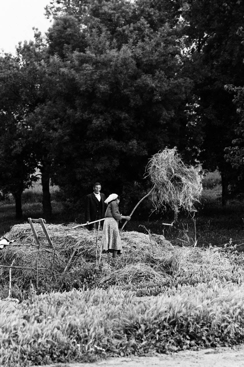 Alain Leloup tirage photographique Travail aux champs Algérie 1979 2018.94.1.47 Photo Collection Mucem  Alain Leloup