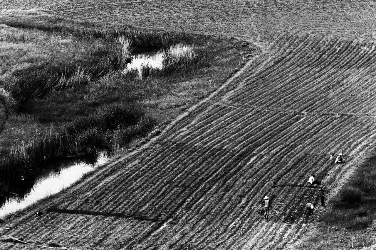 Alain Leloup tirage photographique Travail aux champs Algérie 1979 2018.94.1.49 Photo Collection Mucem  Alain Leloup