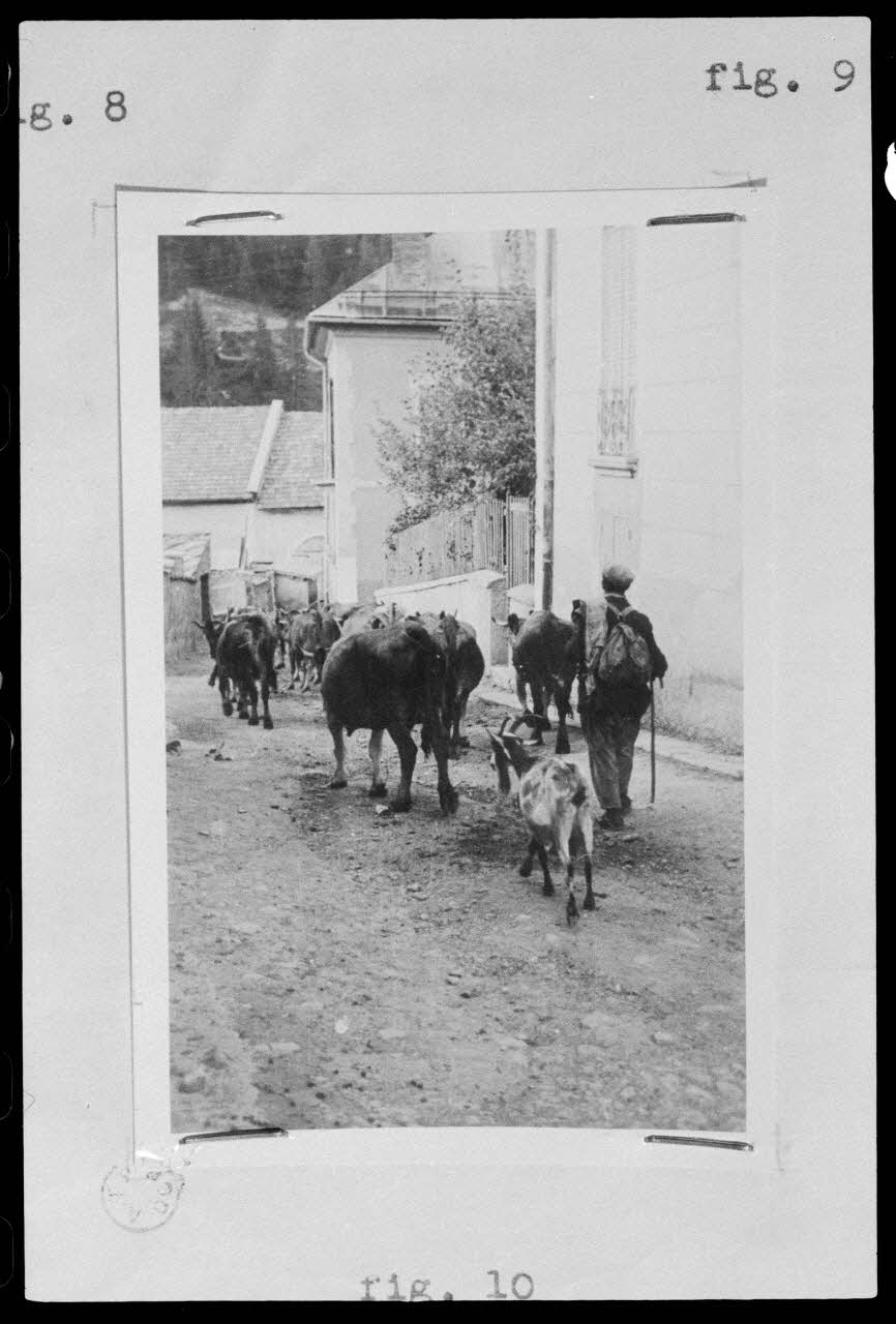 Jeannine Auboyer photographie Le troupeau s'ébranle. Le vacher, son chien et le bélier passent en derniers. Le troupeau monte aux pâturages Provence-Alpes-Côte d'Azur, France 1938/8/1 Ph.1975.103.2 Photo