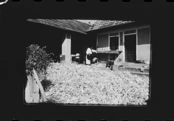 Jean Cuisenier photographie Enquête conduite par Jean Cuisenier en Roumanie (5 septembre au 5 octobre 1974) Olténie, Roumanie 1974/9/5 Ph.1975.69.124 Photo