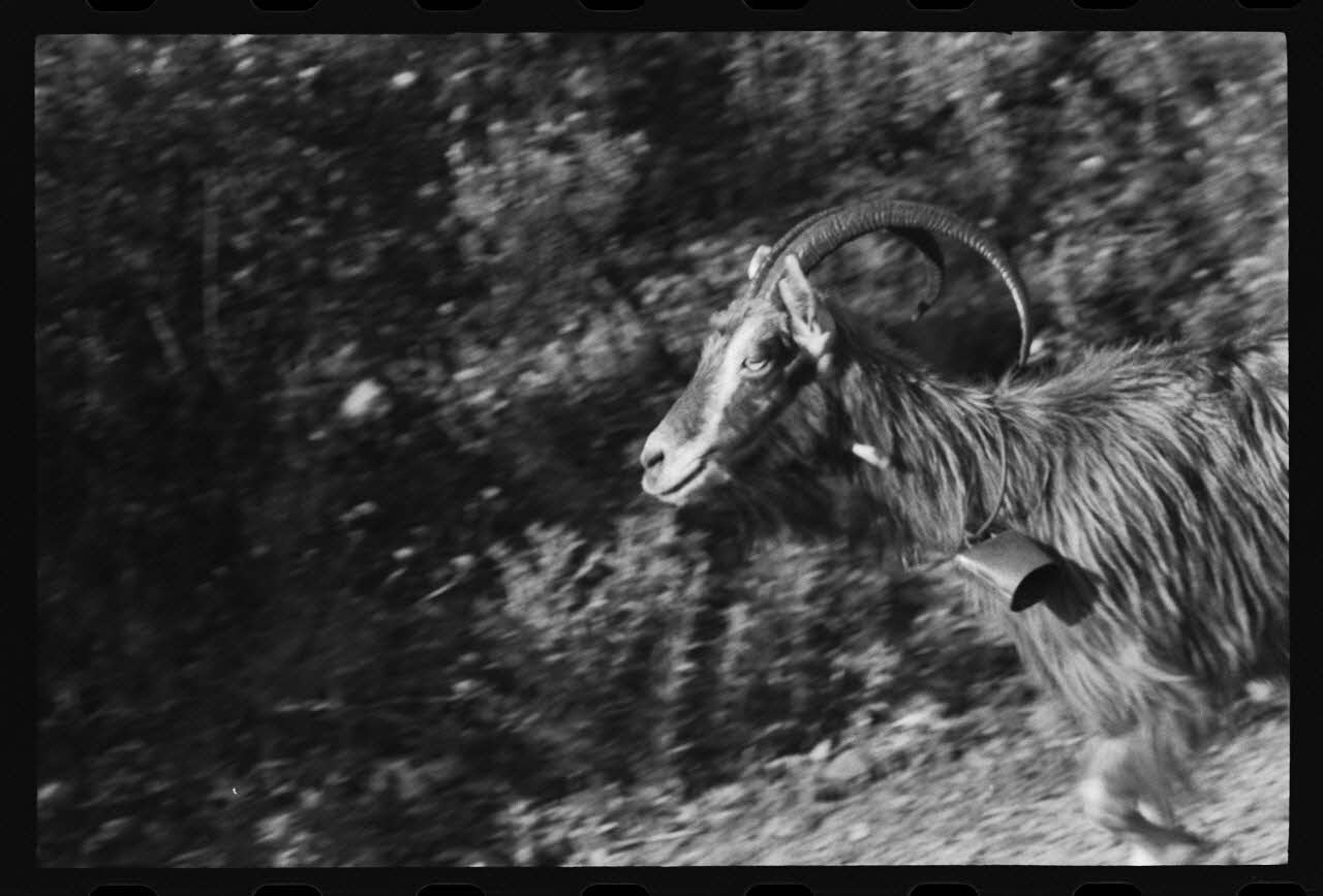 photographie Une chèvre avec sonnailles Ph.1978.96.53 Photo
