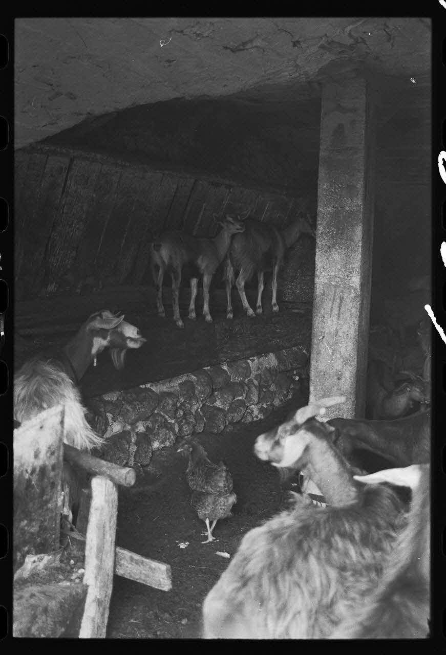 photographie Exploitation agricole : ferme agricole. Elevage des caprins : vue de l'écurie Ph.1979.333.66 Photo