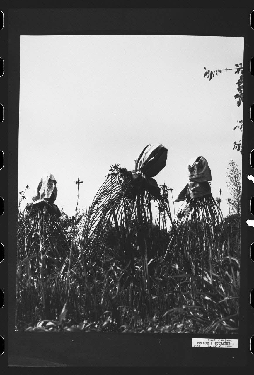 R. Dausset photographie Epouvantail pour la lutte contre les parasites Centre, France 1966 Ph.1980.28.11 Photo