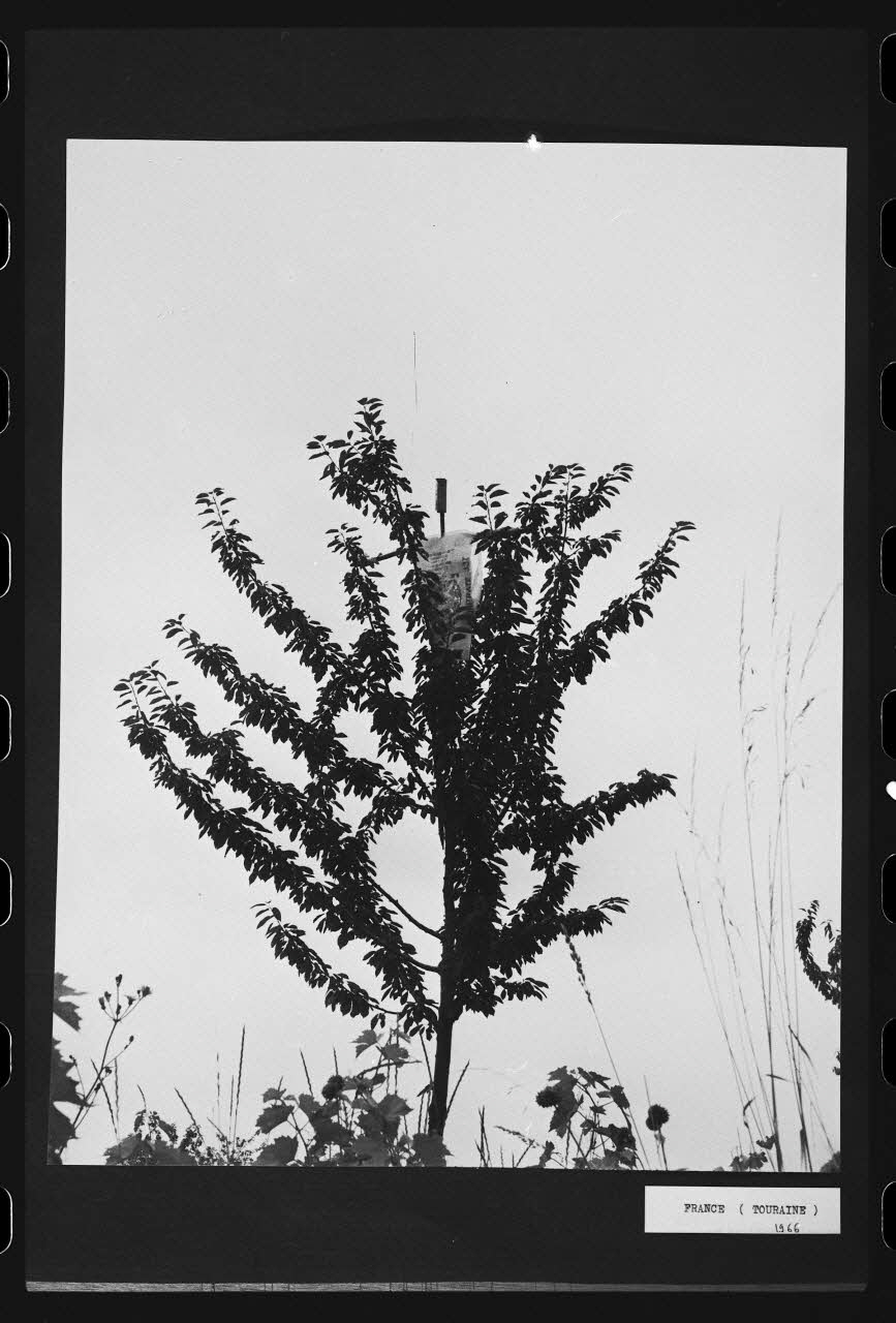 R. Dausset photographie Epouvantail pour la lutte contre les parasites Centre, France 1966 Ph.1980.28.14 Photo
