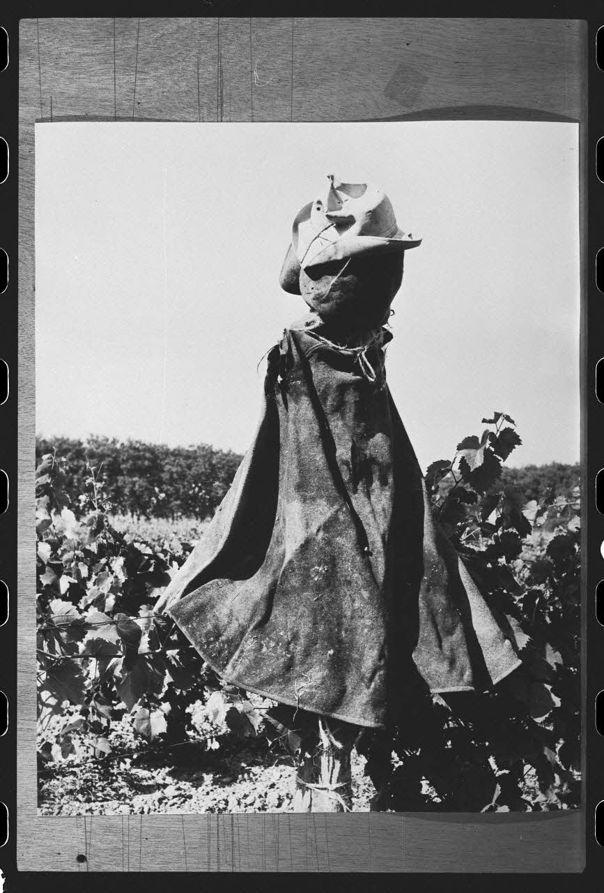 R. Dausset photographie Epouvantail pour la lutte contre les parasites Midi-Pyrénées, France 1978 Ph.1980.28.22 Photo