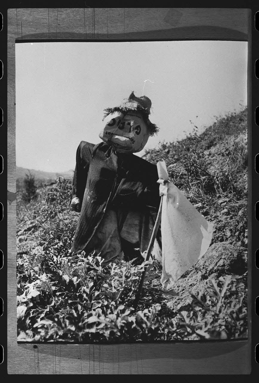 R. Dausset photographie Epouvantail pour la lutte contre les parasites Midi-Pyrénées, France 1978 Ph.1980.28.23 Photo