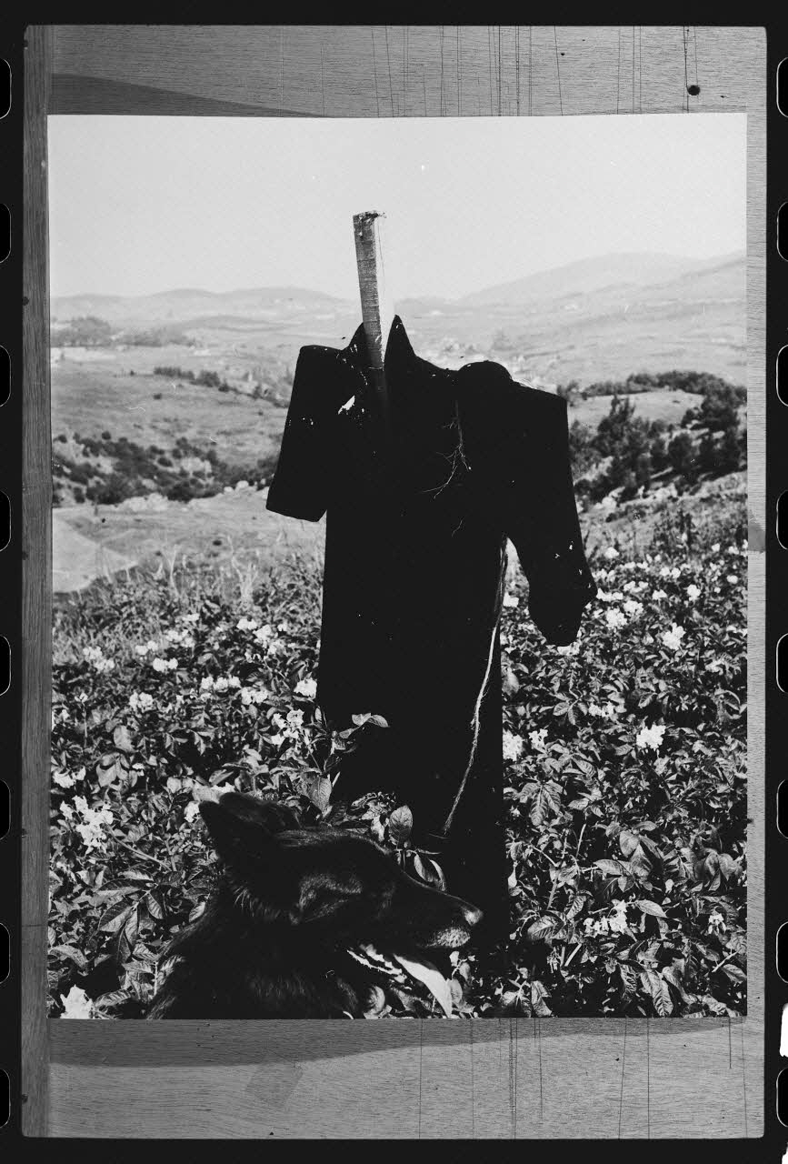 R. Dausset photographie Epouvantail pour la lutte contre les parasites Languedoc-Roussillon, France 1978 Ph.1980.28.27 Photo