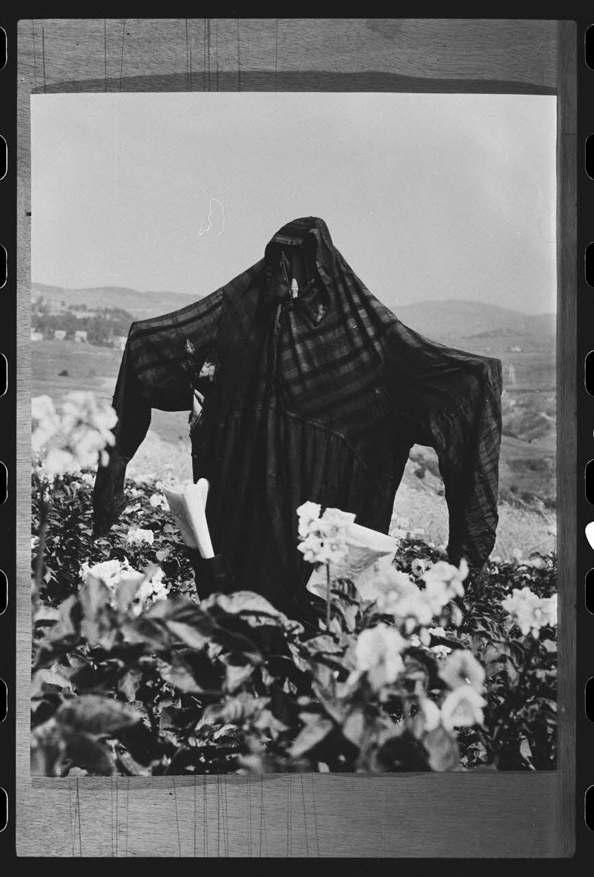 R. Dausset photographie Epouvantail pour la lutte contre les parasites Languedoc-Roussillon, France 1978 Ph.1980.28.29 Photo