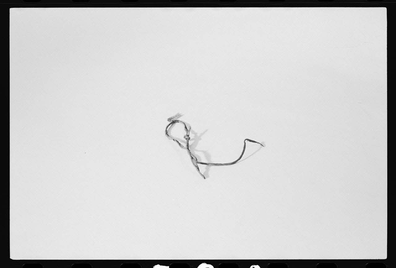 photographie Piège de type "collet" à fanon de baleine Ph.1981.1.588 Photo