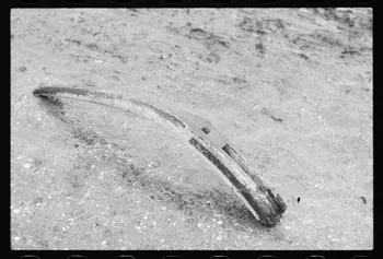 photographie Araire chambige d'araire Ph.1985.66.34  Photo