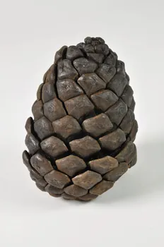 pomme de pin 1516 2000.1.252 Photo Mucem