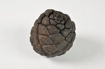 pomme de pin 1516 2000.1.253 Photo Mucem