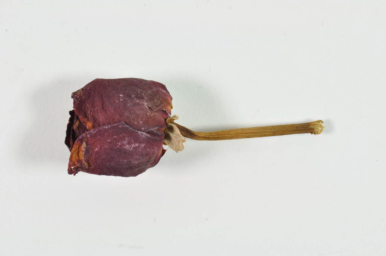 Hôpital Pasteur - Personnel et malades SOUVENIR Fleur séchée Île-de-France, France 1999/12 2002.106.16 Photo Mucem