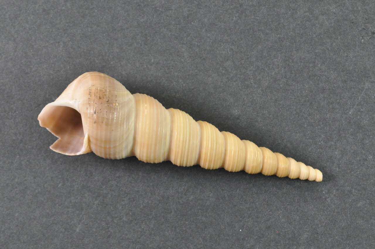 Hôpital Pasteur - Personnel et malades SOUVENIR Coquillage Île-de-France, France 1999/12 2002.106.9 Photo Mucem