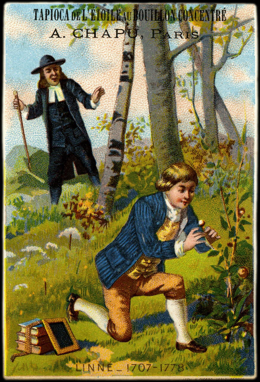 Henri Sicard carte réclame LINNE _ 1707-1778 1884-1890 1994.25.174 Photo