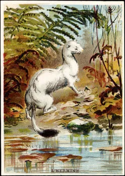E Mesplès ; Baster & Vieillemard carte réclame chromo Paris 1878-1914 1995.1.120.15  Photo