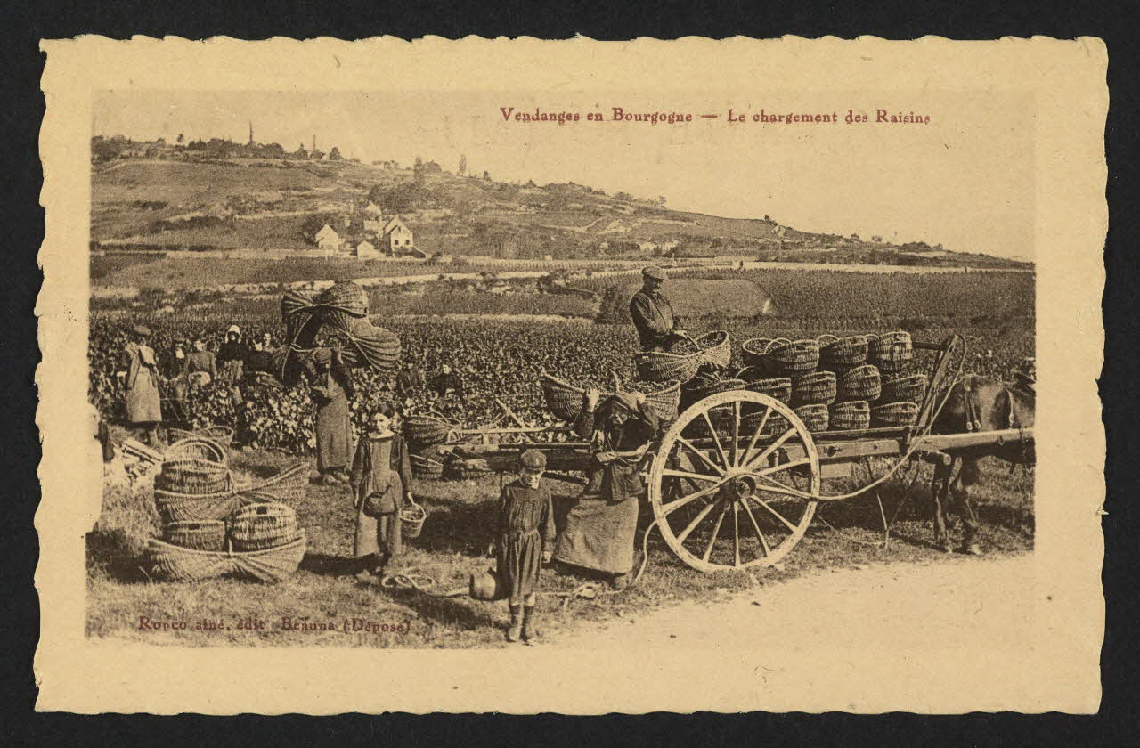 carte postale VENDANGES EN BOURGOGNE, LE CHARGEMENT DES RAISINS 4P1456 Photo