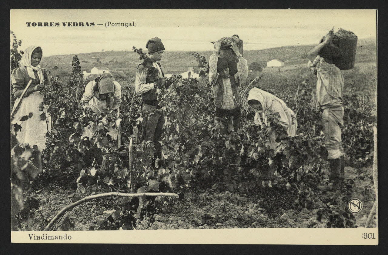 carte postale TORRES VEDRAS, VINDIMANDO 4P1457 Photo