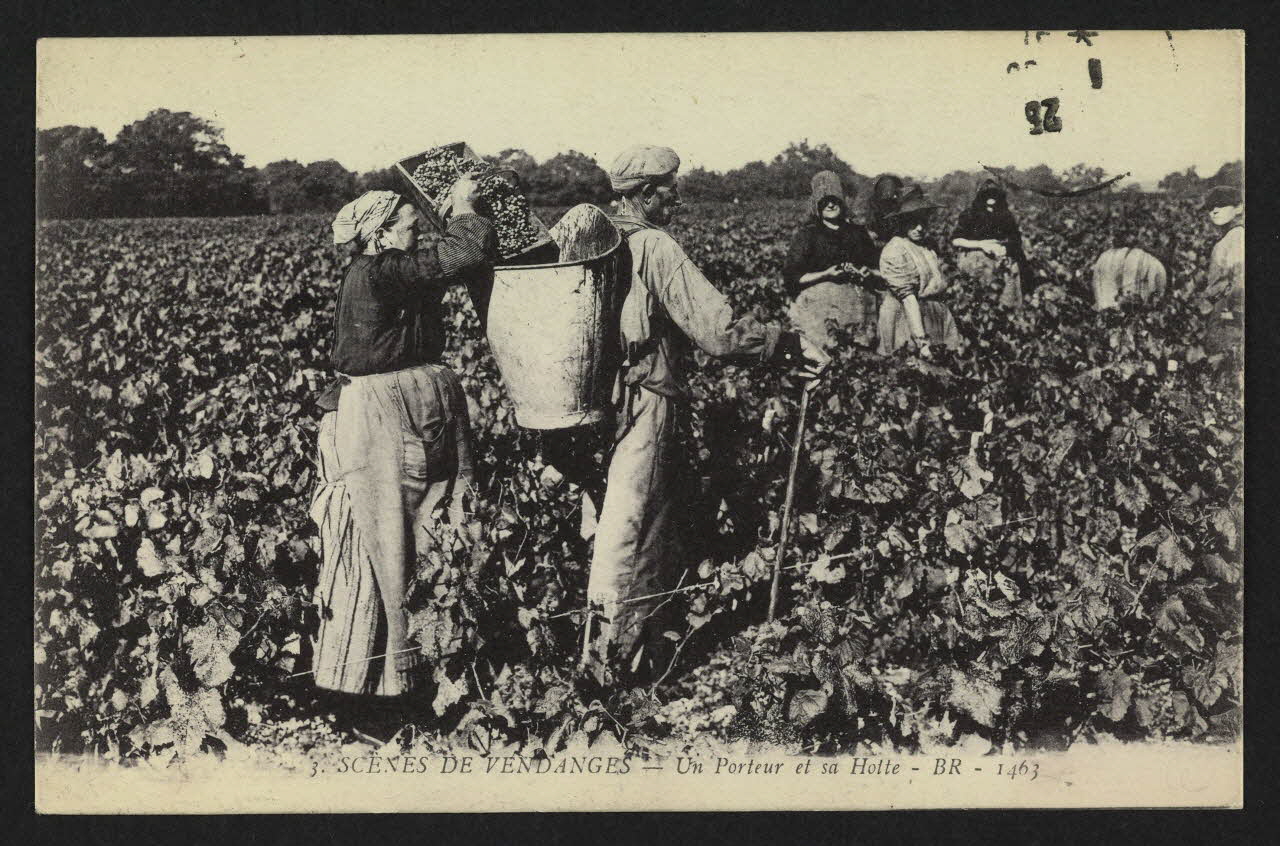 carte postale SCENES DE VENDANGES, UN PORTEUR ET SA HOTE 4P1458 Photo