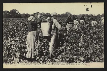 carte postale SCENES DE VENDANGES, UN PORTEUR ET SA HOTE 4P1458  Photo