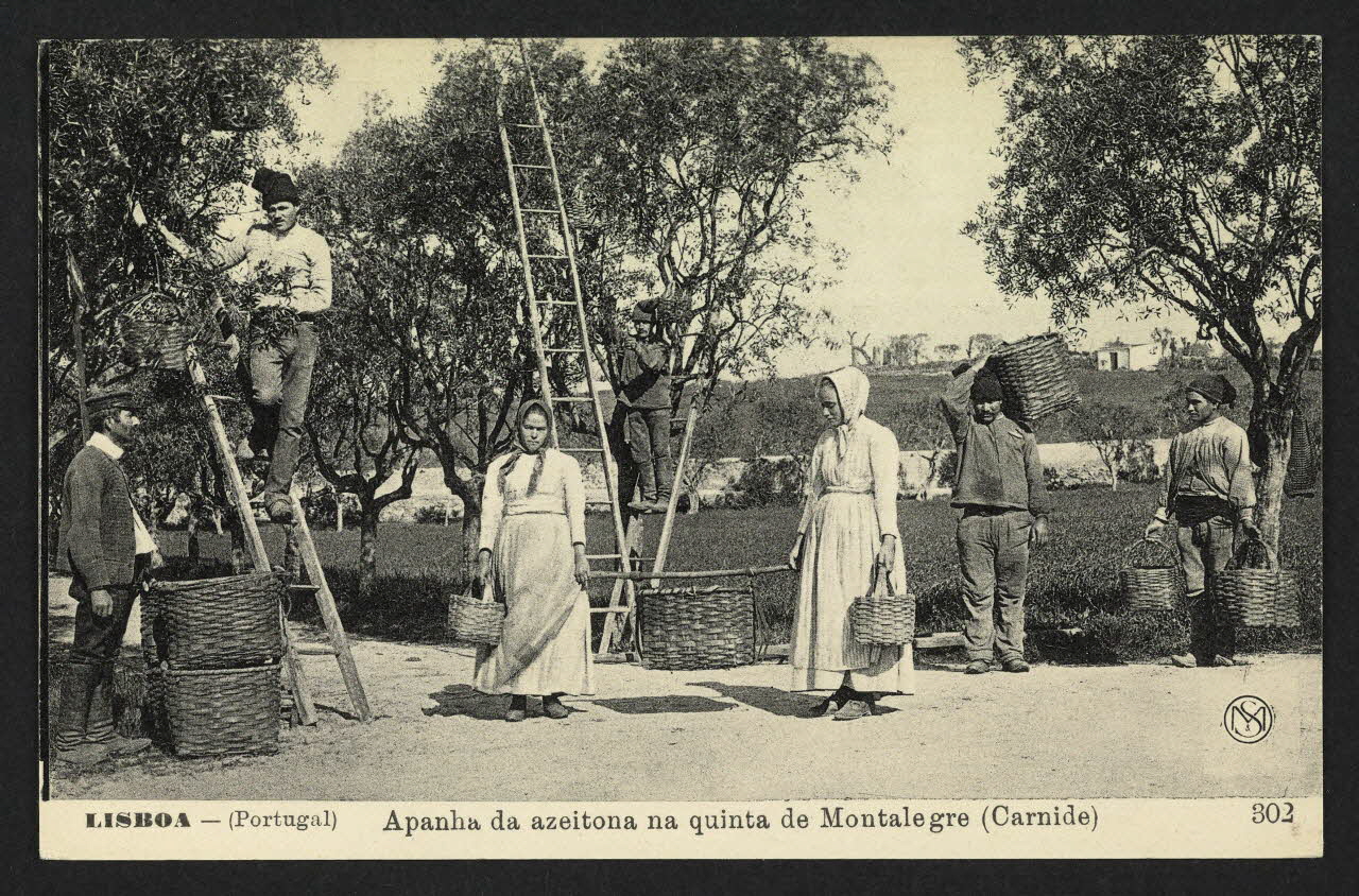 carte postale LISBOA, APANHA DA AZEITONA NA QUINTA DE MONTALEGRE 4P1464 Photo