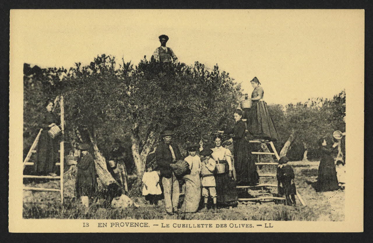 carte postale EN PROVENCE, LA CUEILLETTE DES OLIVES 4P1465 Photo