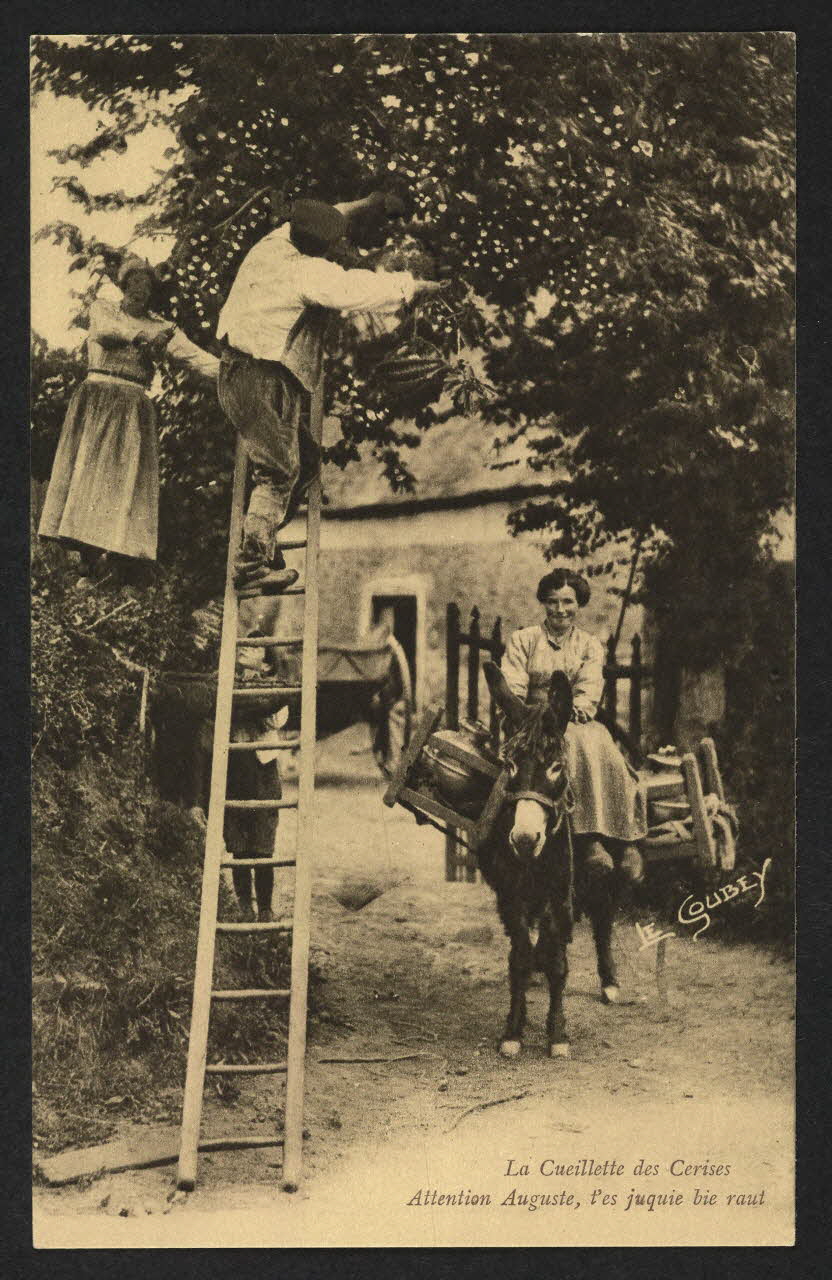 carte postale LA CUEILLETTE DES CERISES 4P1466 Photo