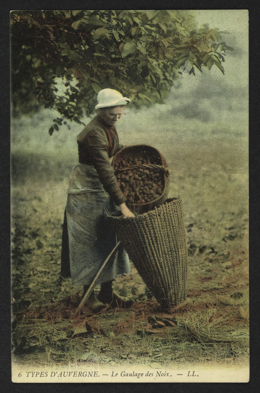 carte postale TYPES D'AUVERGNE, LE GAULAGE DES NOIX 4P1467 Photo