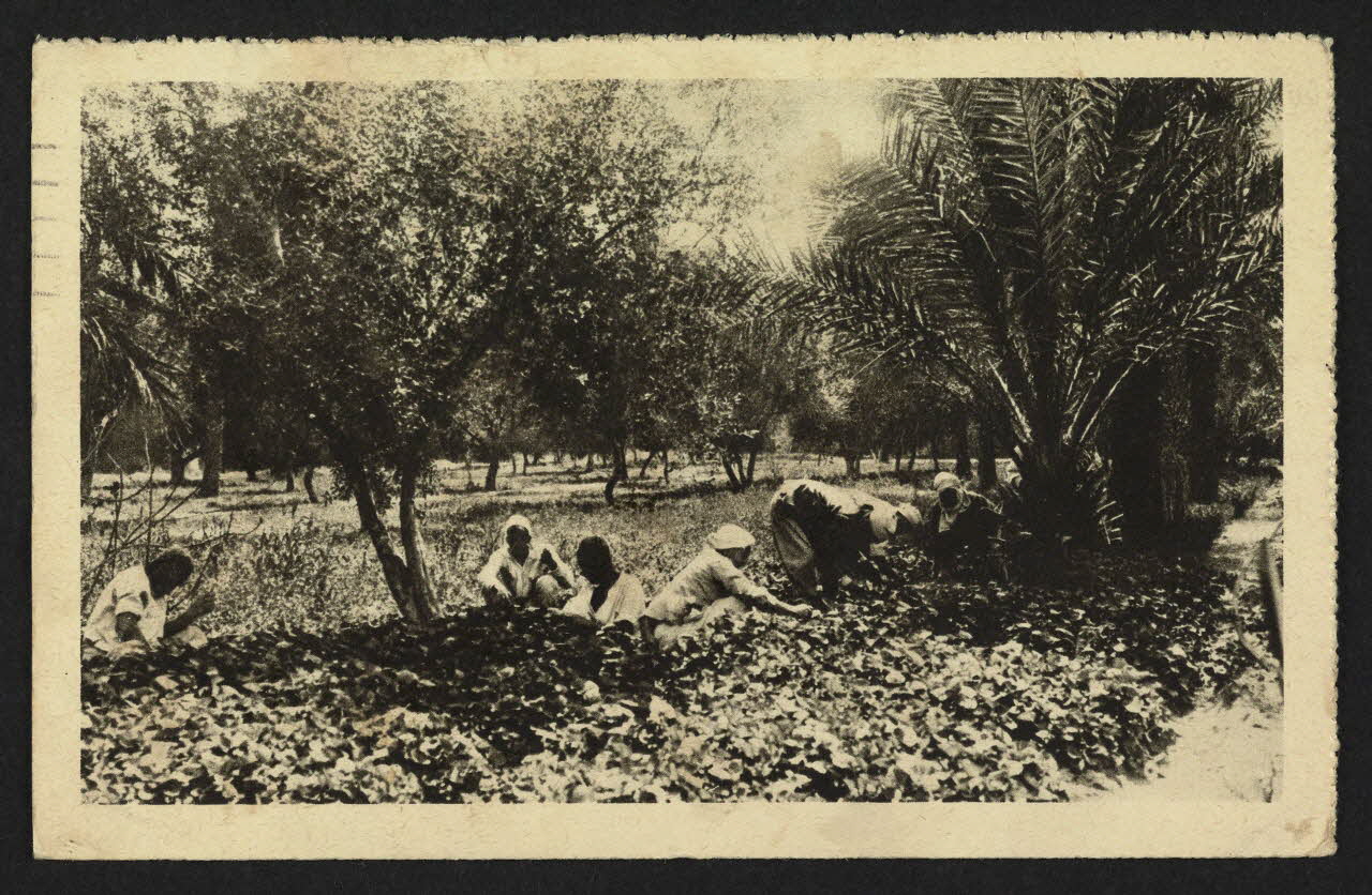 carte postale TRIPOLI, RACCOLTA DI VIOLE NELL'OASI, 4P1472 Photo