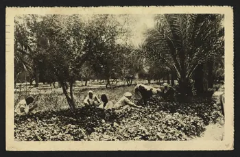 carte postale TRIPOLI, RACCOLTA DI VIOLE NELL'OASI, 4P1472  Photo
