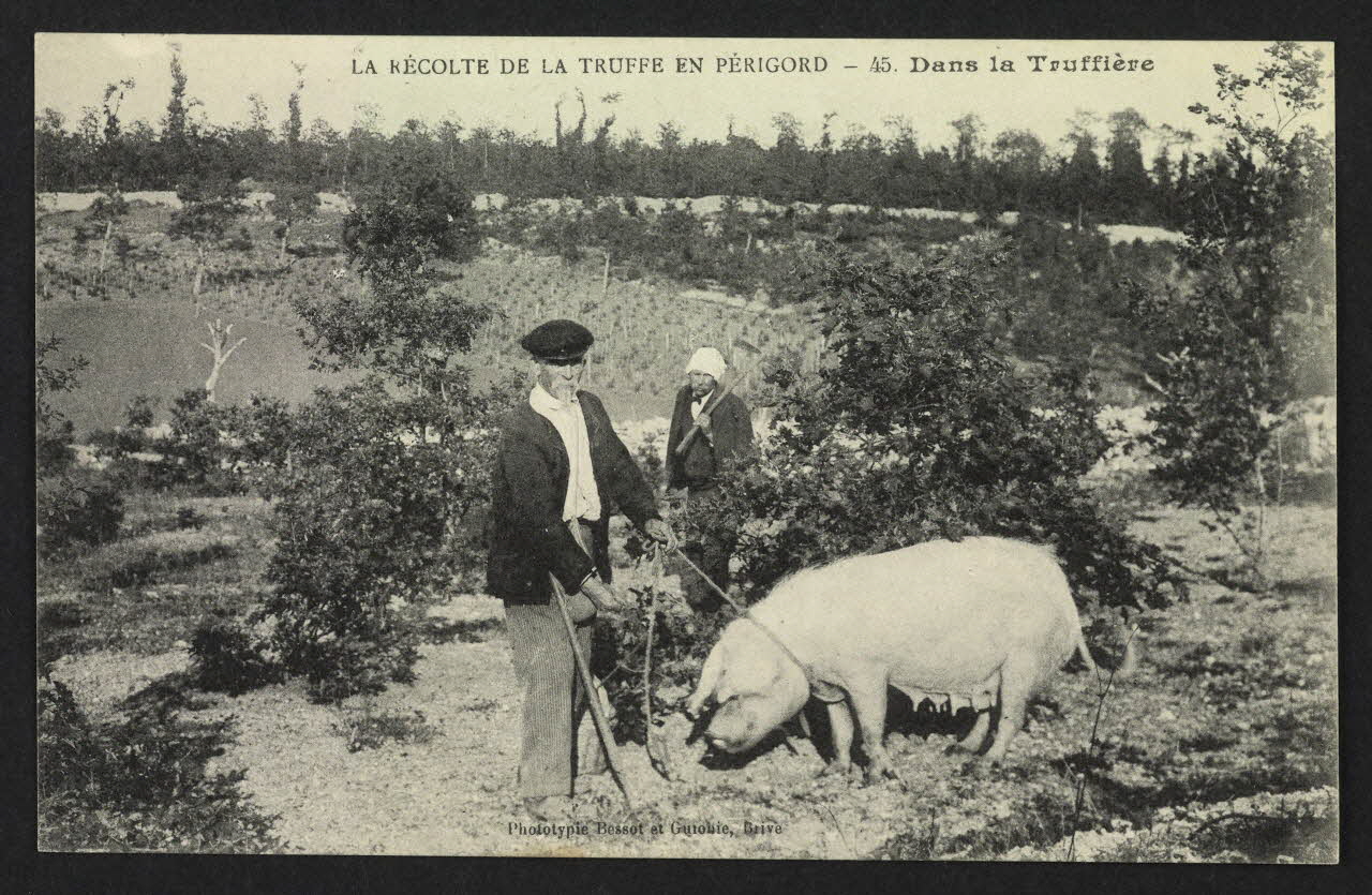 carte postale LA RECOLTE DE LA TRUFFE, DANS LA TRUFFIERE 4P1486 Photo