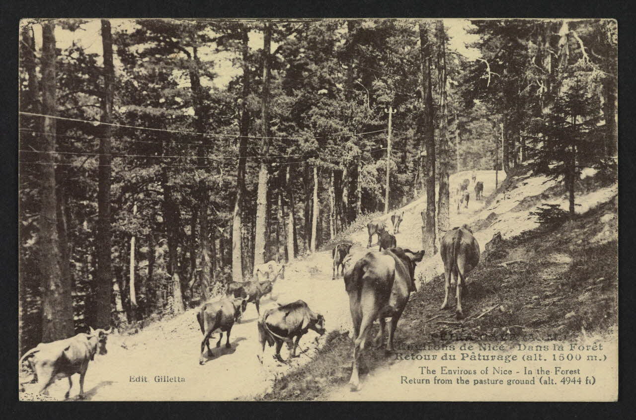 carte postale ENVIRONS DE NICE-DANS LA FORET RETOUR DU PATURAGE 4P1487 Photo