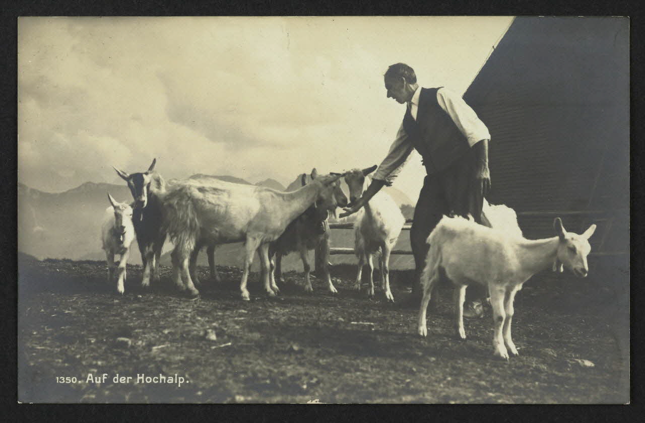 carte postale AUF DER HOCHALP 4P1489 Photo
