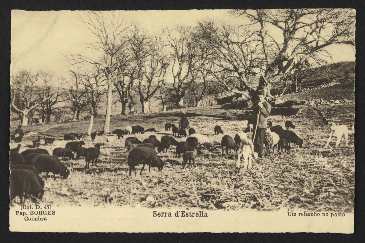 carte postale SERRA D'ESTRELLA, UM REBANHO NO PASTO 4P1490 Photo