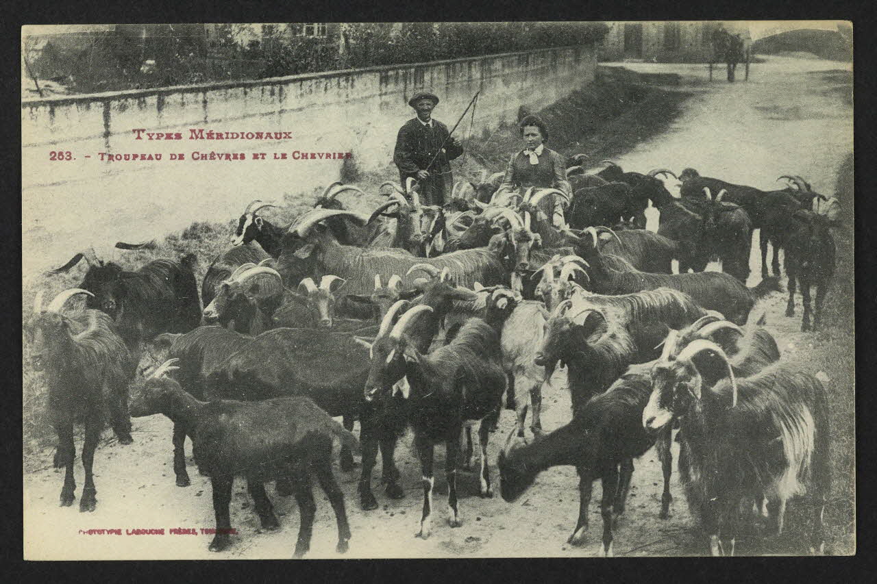 carte postale TYPES MERIDIONAUX, TROUPEAU DE CHEVRESET LE CHEVRIE 4P1493 Photo