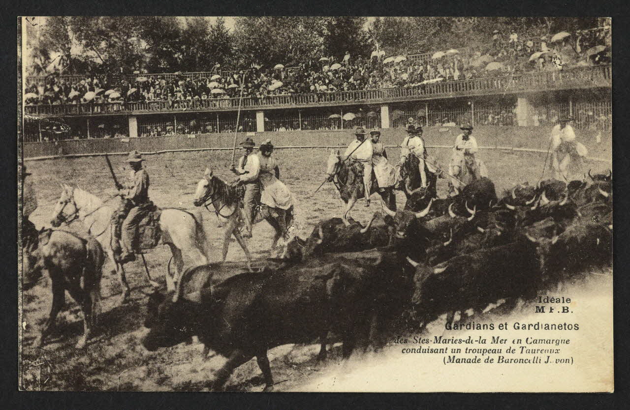 carte postale GARDIANS ET GARDIANETOS DES STES-MARIES-DE-LA-MER EN CAMARGUE CONDUISANT UN TROUPEAU DE TAUREAUX 4P1494 Photo