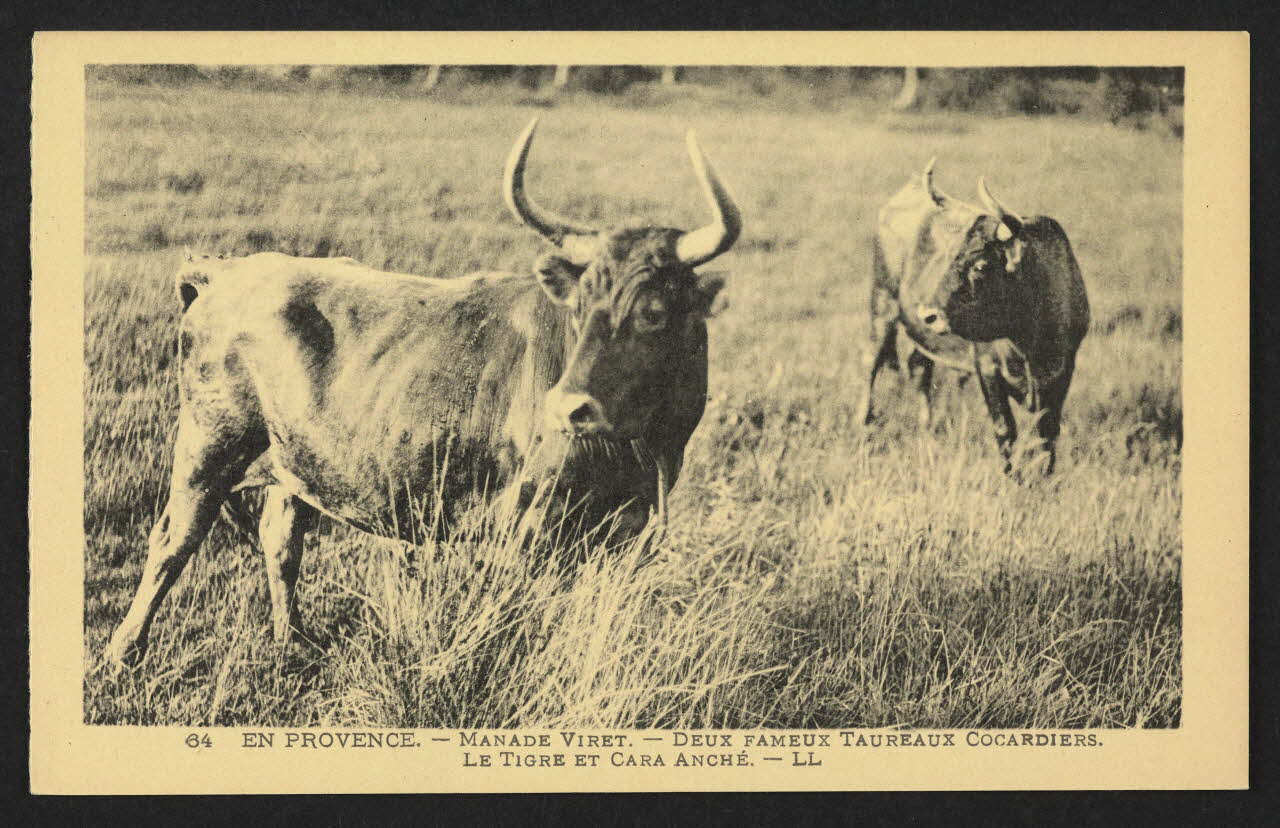 carte postale EN PROVENCE, DEUX FAMEUX TAUREAUX COCARDIERS 4P1495 Photo