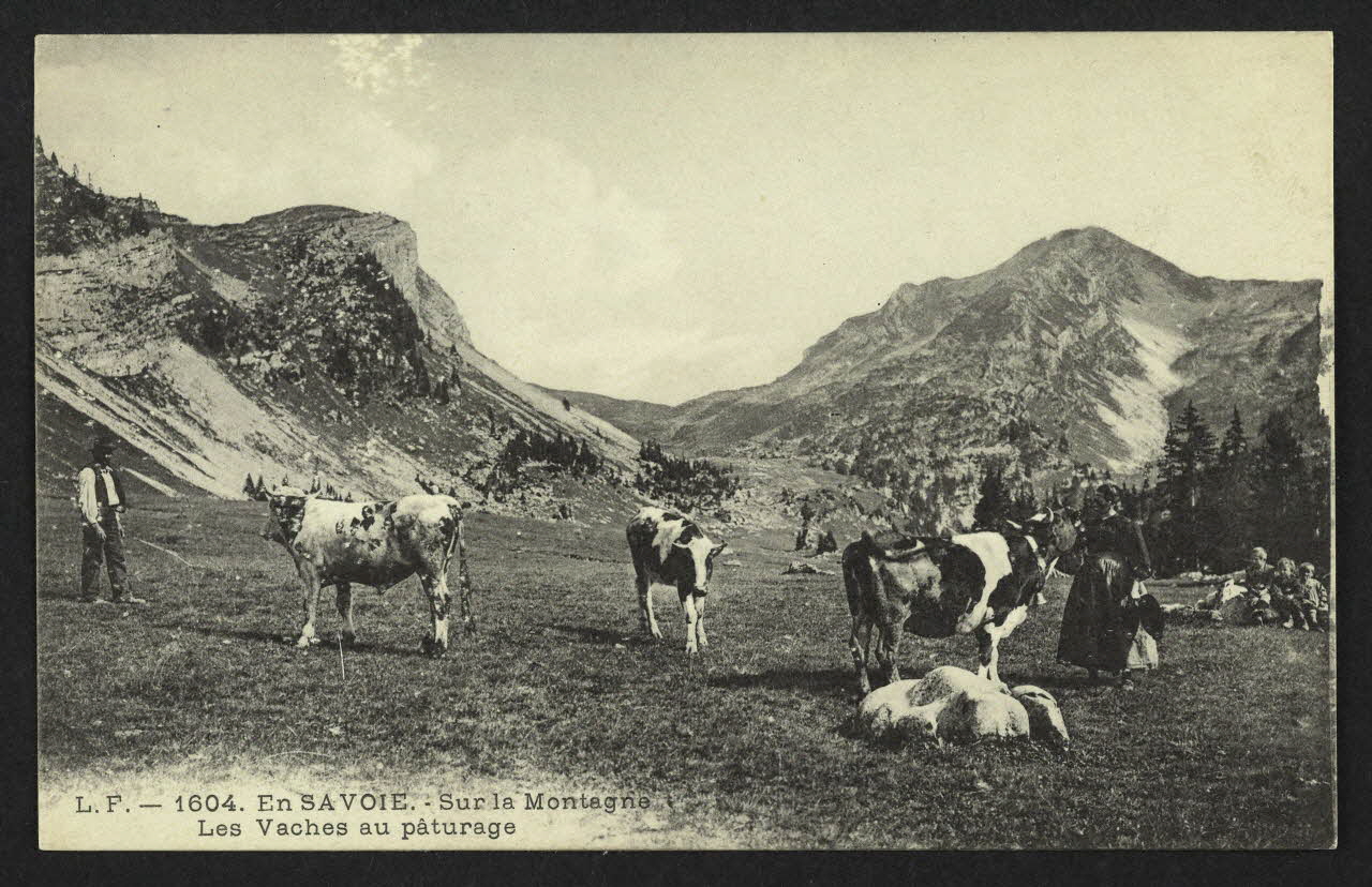 carte postale EN SAVOIE, SUR LA MONTAGNE, LES VACHES AU PATURAGE 4P1496 Photo