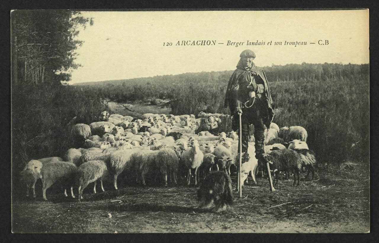 carte postale ARCACHON, BERGER LANDAIS ET SON TROUPEAU 4P1499 Photo