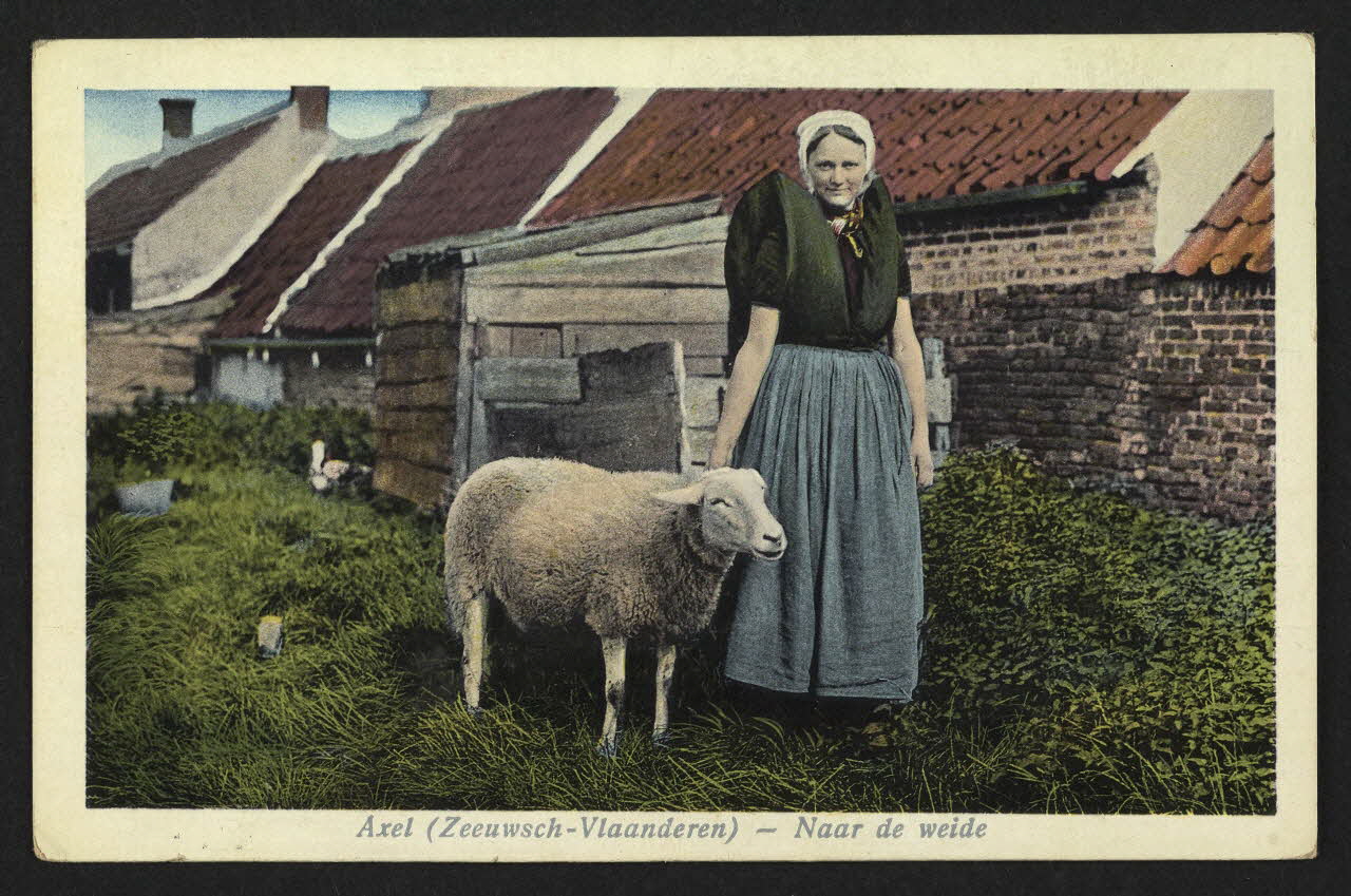 carte postale AXEL (ZEEUWSCH-VLAANDEREN), NAAR DE WEIDE 4P1514 Photo