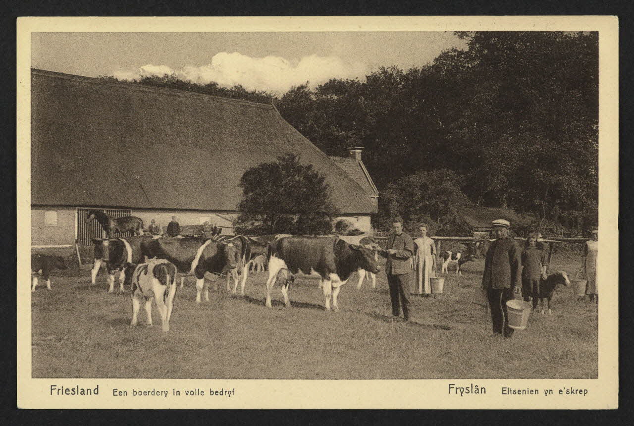 carte postale FRIESLAND, EEN BOERDERY IN VOLLE BEDRYF 4P1515 Photo
