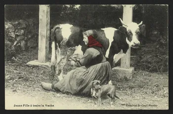 carte postale JEUNE FILLE A TRAIRE LA VACHE 4P1518 Photo Mucem