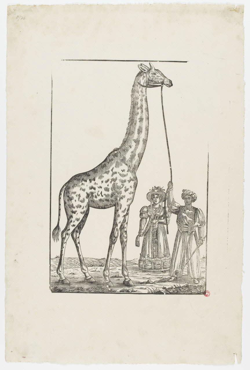 François Georgin ; François Pellerin estampe La girafe Lorraine, France 1901-1828/9/20 1938.9.21 Photo PHOTO RMN - THIERRY LE MAGE