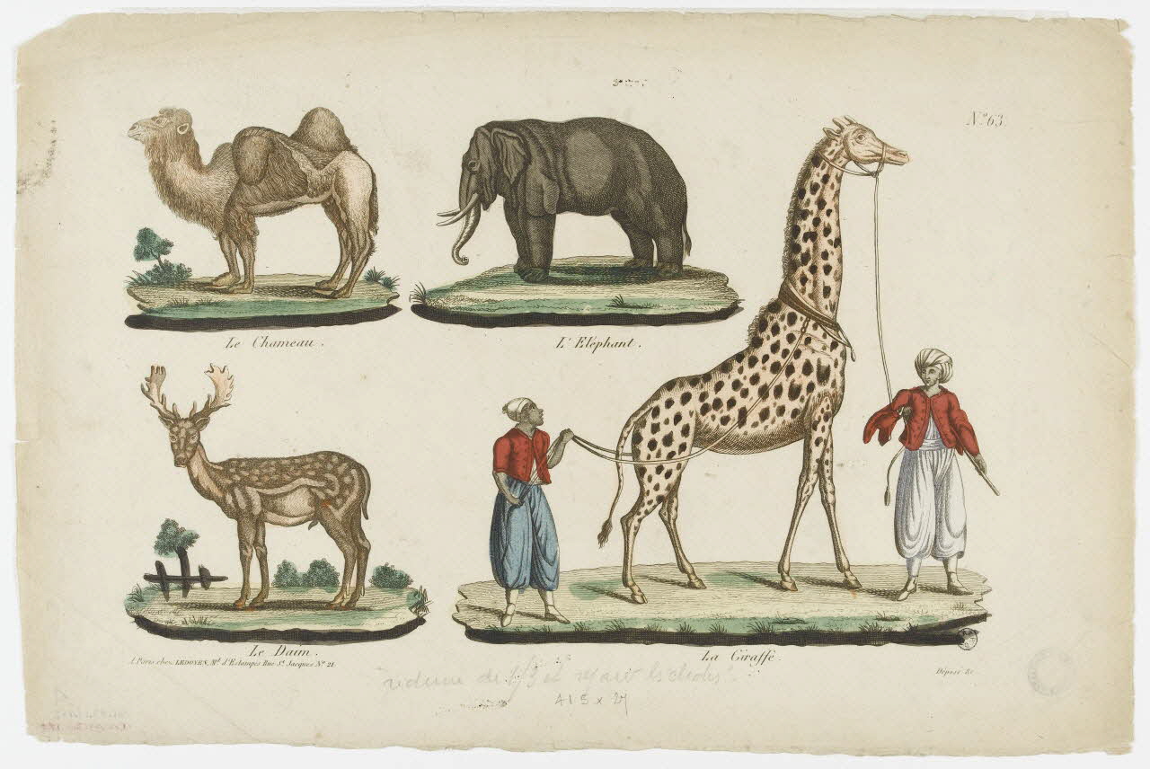 Ledoyen imagerie ancienne Le Chameau.  L'Eléphant.  Le Daim.  La Giraffe. Ile-de-France, France 1840-1851 1943.16.162 Photo PHOTO RMN - THIERRY LE MAGE