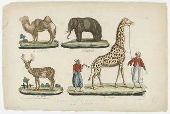 Ledoyen imagerie ancienne Le Chameau.  L'Eléphant.  Le Daim.  La Giraffe. Ile-de-France, France 1840-1851 1943.16.162 Photo PHOTO RMN - THIERRY LE MAGE