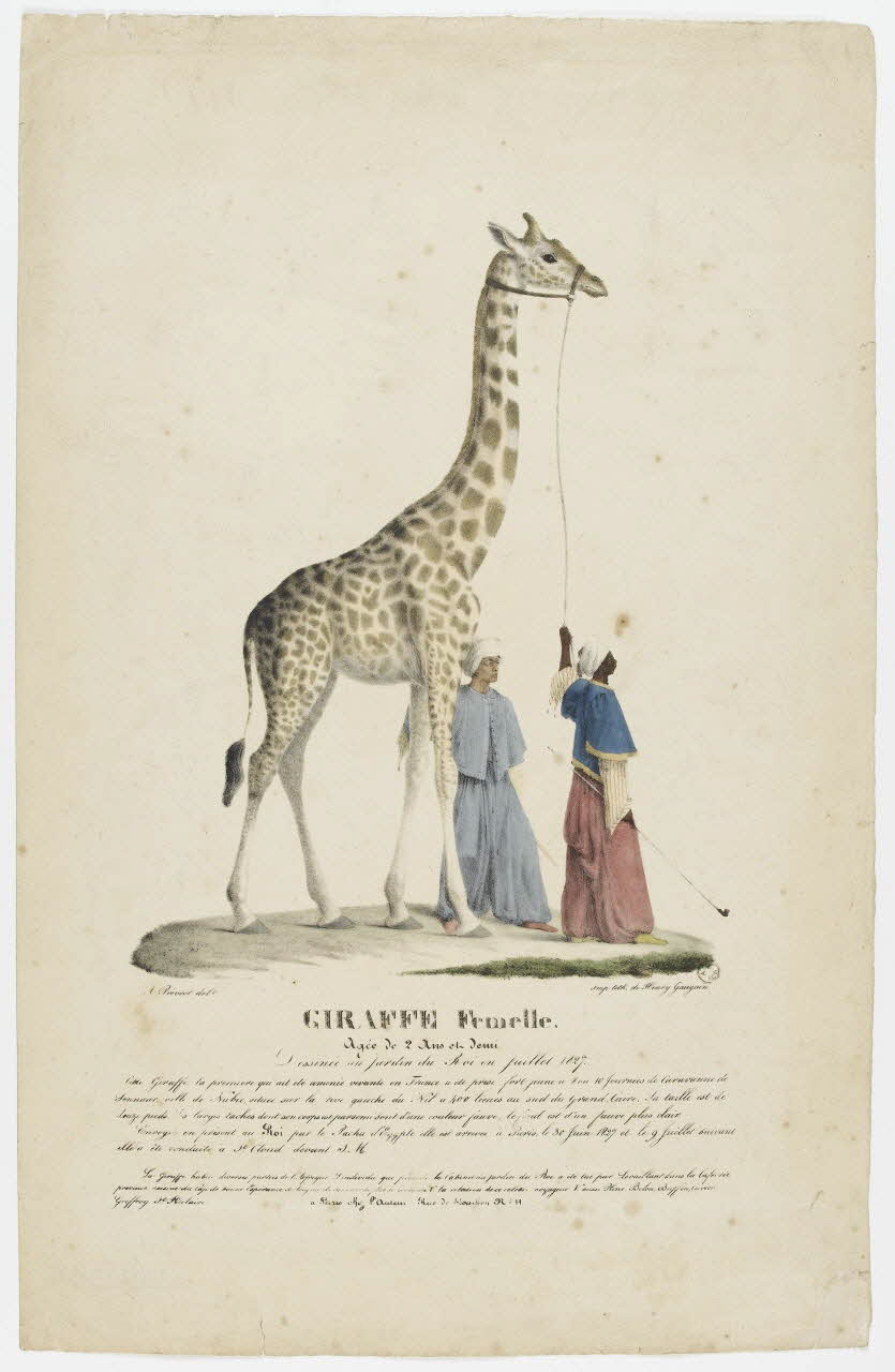 Prévost A. ; Gaugain Henry estampe GIRAFFE Femelle. Ile-de-France, France 1827 1956.124.1 Photo PHOTO RMN - THIERRY LE MAGE
