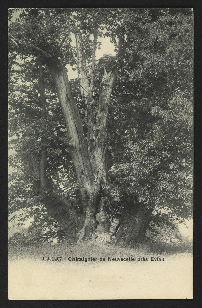 carte postale CHATAIGNIER DE NEUVECELLE PRES EVIAN 4P1594 Photo